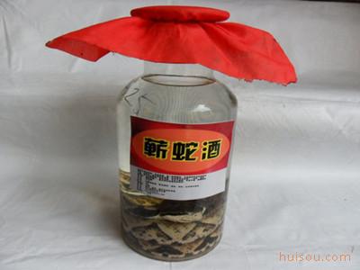 天然纯蕲蛇酒 祛风除湿 痛经活络