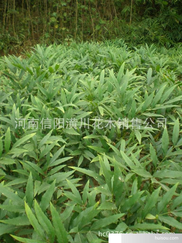 8 30狭叶十大功劳 阔叶十大功劳 木麻黄 马褂木 鹅掌楸价格表 8 30狭叶十大功劳 阔叶十大功劳 木麻黄 马褂木 鹅掌楸价格表