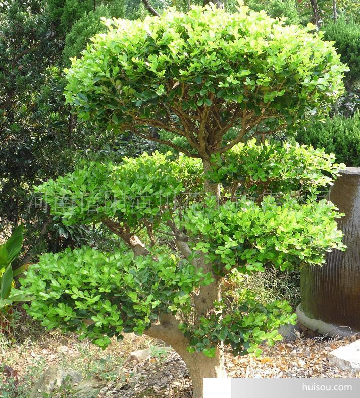 造型树,风景树,景观树,庭荫树表
