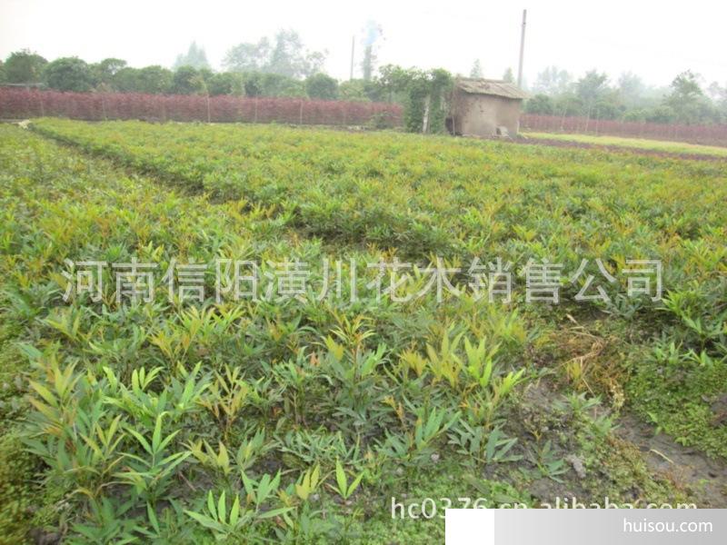 8 30狭叶十大功劳 阔叶十大功劳 木麻黄 马褂木 鹅掌楸价格表 8 30狭叶十大功劳 阔叶十大功劳 木麻黄 马褂木 鹅掌楸价格表