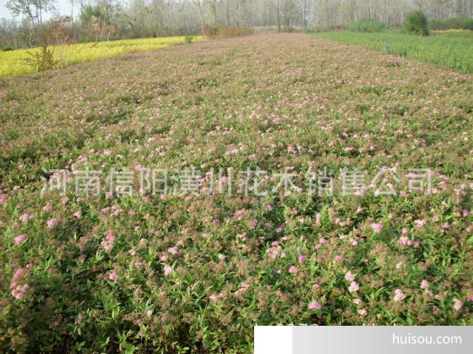 园林植物价格_紫叶酢浆草、活血丹、肾蕨、阔