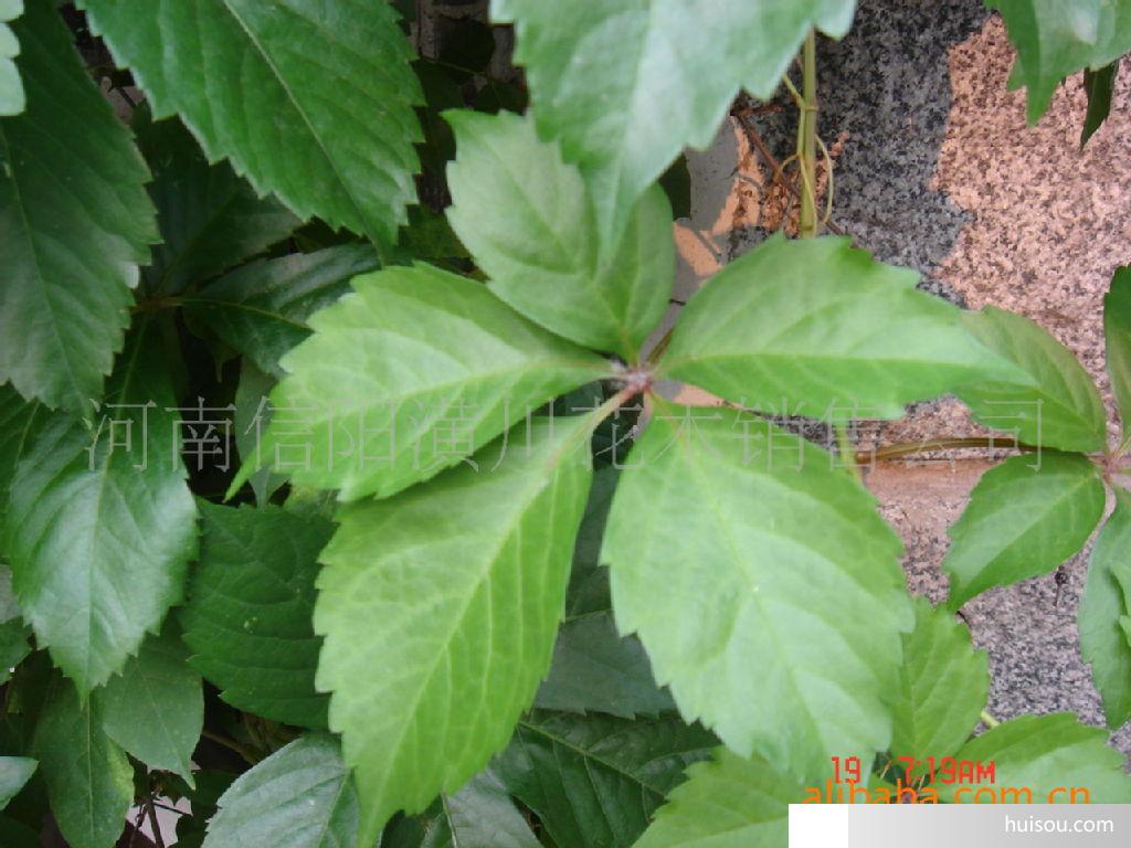 爬墙虎的叶子能吃吗 ox9ah21ayaqd.jpg