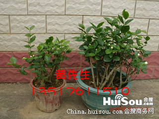 盆栽花卉种子批发 ptdCksJYoW56.jpg-big