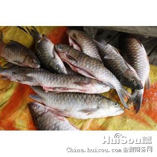 鱼类价格_马来西亚忘不了批发价格_上海市