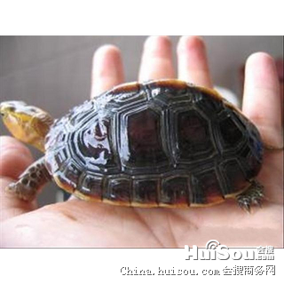 特种养殖动物价格_湖北种黄缘龟多少钱一只批