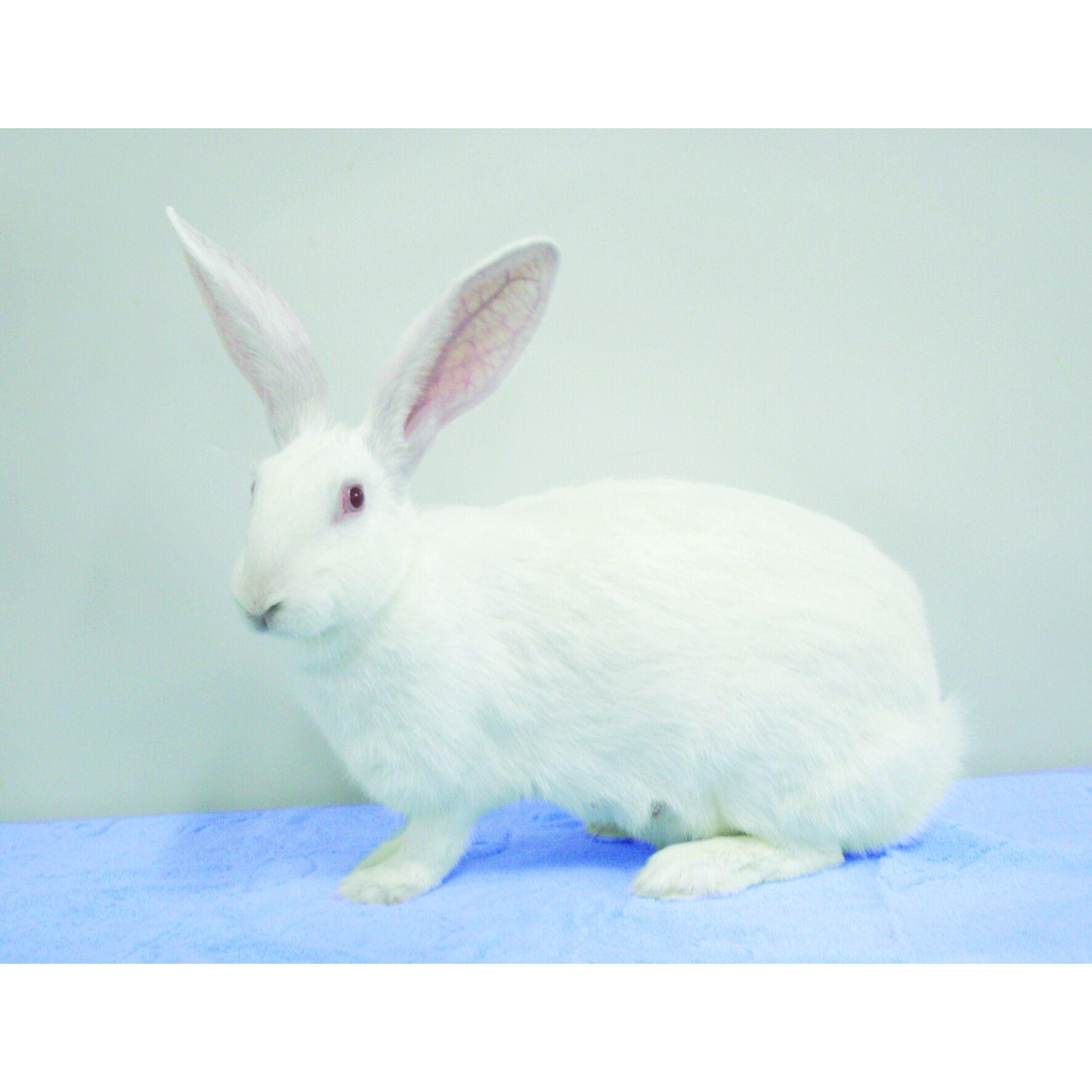 spf级实验兔 新西兰 日本大耳白实验兔子 实验动物