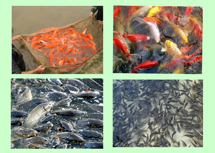 1,抑制藻类微生物和不良病原的增强,生长鱼,虾,蟹,海参,鲍鱼等运富村基围虾图片