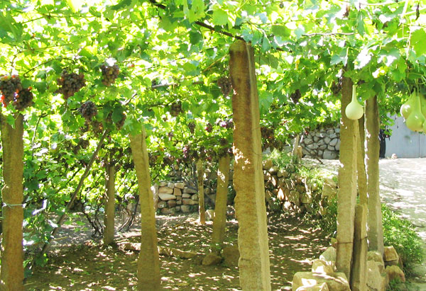 怎么搭建葡萄架子 p3MskvTyJvUA.jpg