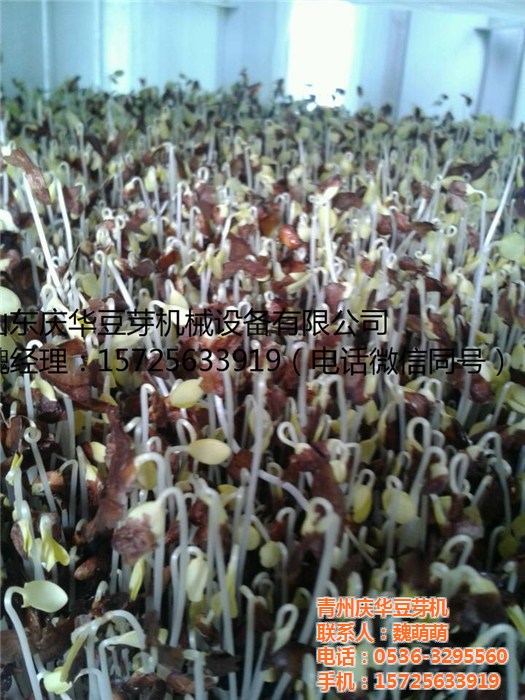 价格加工设备塑料_绿豆芽去皮机去皮机青州庆果蔬相框吊坠图片