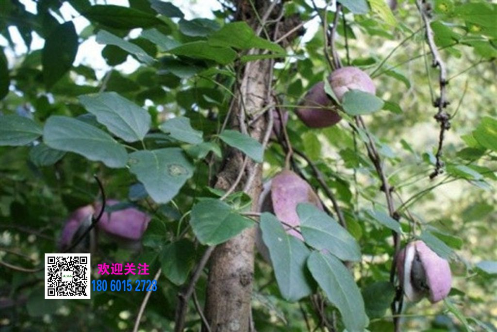八月瓜 (6)